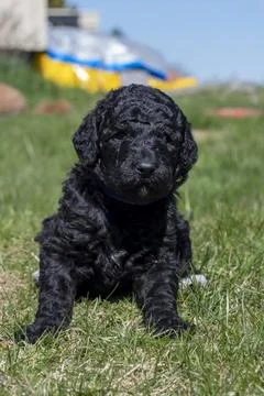 Puppies Stock Photos