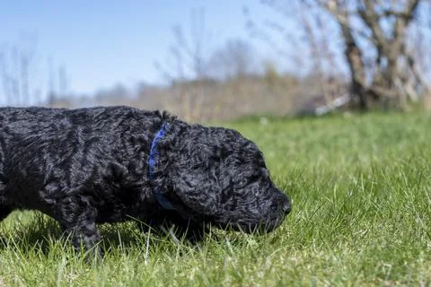 Puppies  Stock Photos