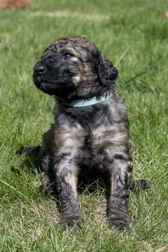 Puppies  Stock Photos