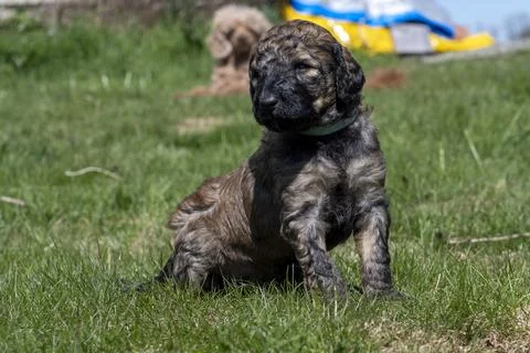 Puppies  Stock Photos