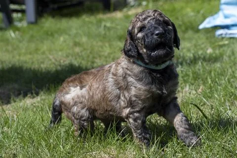 Puppies  Stock Photos
