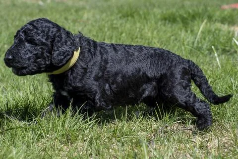 Puppies Stock Photos