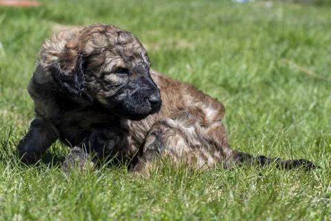 Puppies  Stock Photos