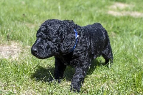Puppies  Stock-Fotos