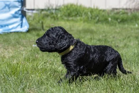 Puppies  Stock Photos