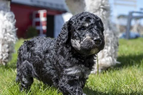 Puppies  Stock Photos