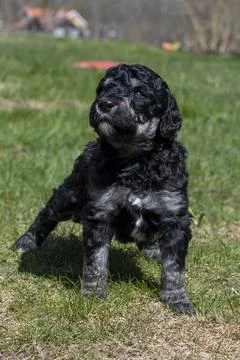 Puppies  Stock Photos