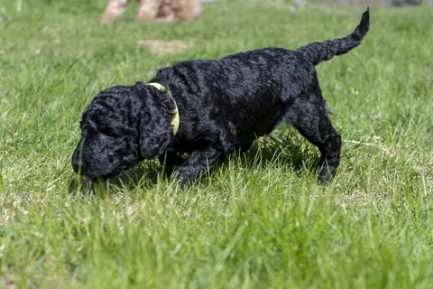 Puppies  Stock Photos