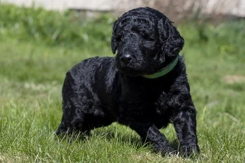 Puppies  Stock Photos