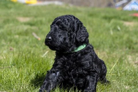 Puppies  写真素材