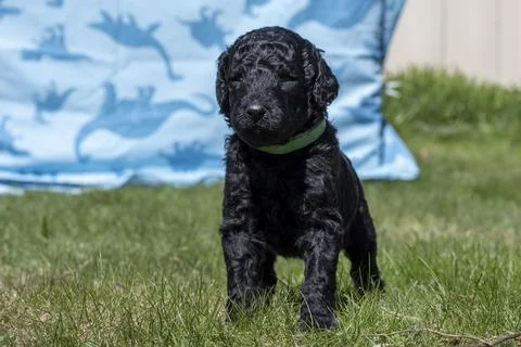 Puppies  Stock Photos