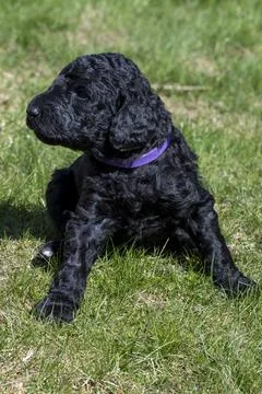Puppies Stock Photos