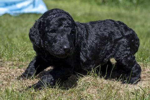 Puppies  Stock Photos