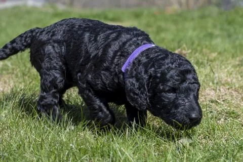 Puppies  Stock-Fotos