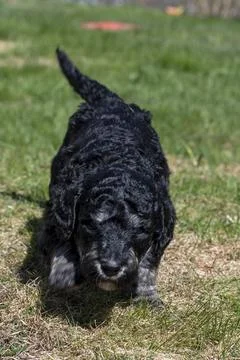 Puppies Stock Photos