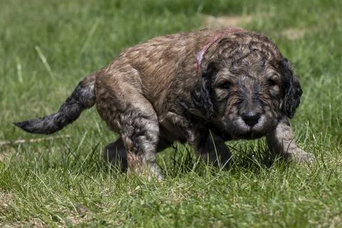 Puppies  Stock Photos