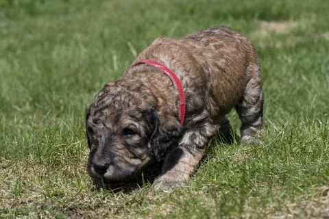 Puppies Stock Photos