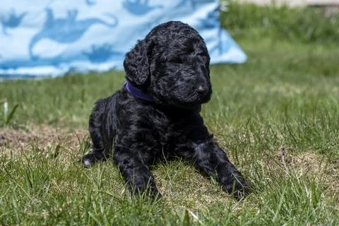 Puppies Stock-Fotos