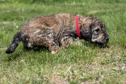 Puppies  Stock Photos