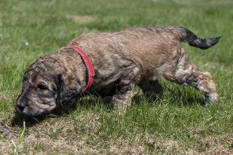 Puppies Stock Photos