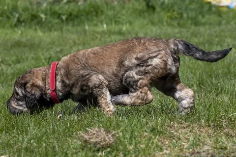 Puppies Stock Photos