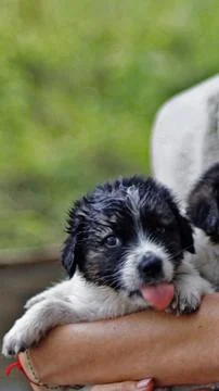 Puppies Stock Photos