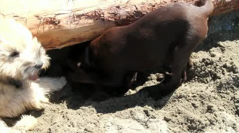 Puppies playing and digging Stock Footage 17199359