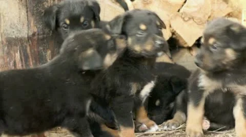 Puppies playing in a barn Stock Footage 20441652