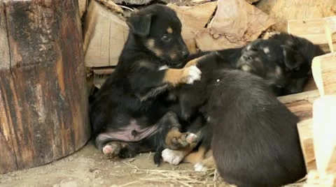 Puppies playing in a barn Stock Footage 20441677