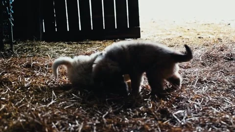 Puppies playing in barn in winter 2 Stock Footage 205313485