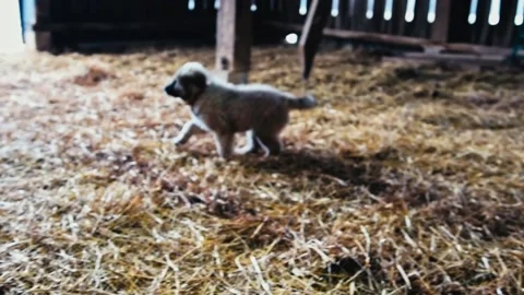 Puppies playing in barn in winter Stock Footage 205313510