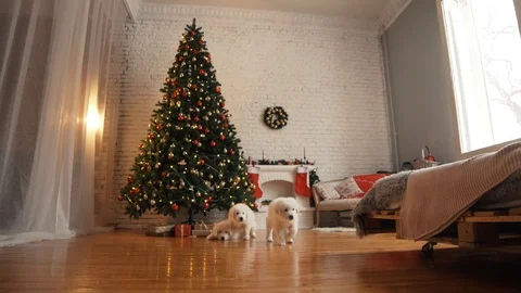 Puppies playing at Christmas tree Stock Footage 100138053