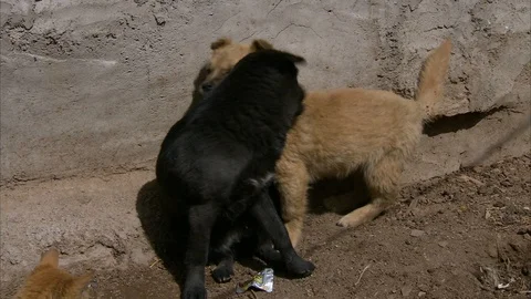 Puppies playing with each other Stock-Footage 88824896