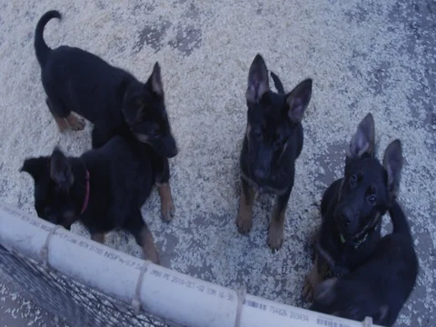 Puppies playing Stock Footage 77972787