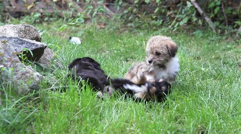 Puppies playing on grass Video stock 42406519