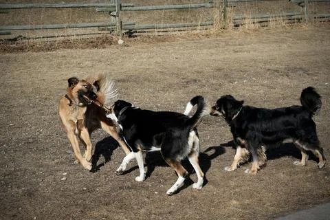 Puppies Playing Fotos de archivo