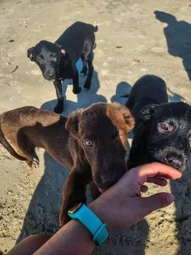 Puppies playing Stock Photos