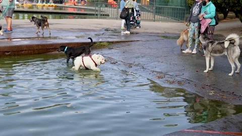 Puppies playing in the water while their owners supervise them Stock Footage 171434741