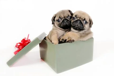 Puppies present. Stock Photos