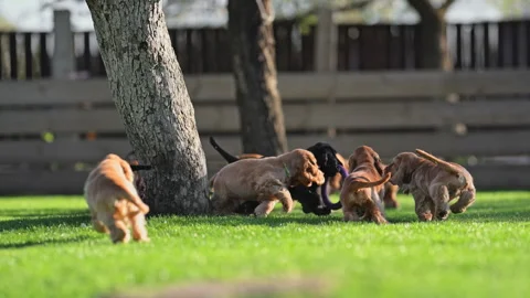Puppies running and chasing in 4k slow motion. Stock Footage 316095229