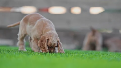 Puppies running and playing on grass, joyful sunny day, 4K slow motion Stock Footage 334452563