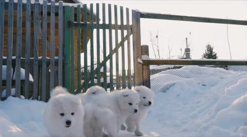 Puppies running in the snow Stock Footage