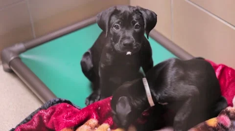 Puppies from the same litter Stock Footage 49356668
