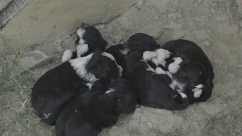 Puppies sleep Stock Footage 166811315