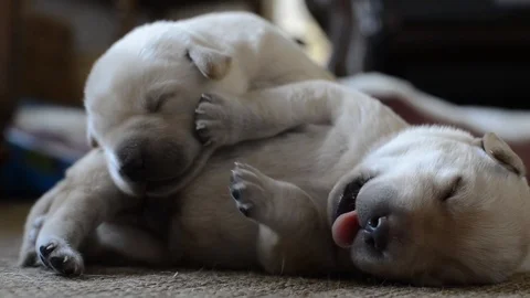Puppies Sleeping Stock Footage 108242985