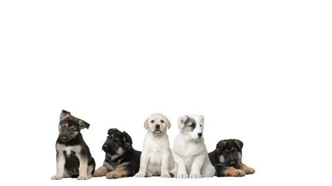 Puppies on a white background Stock Footage 76012715
