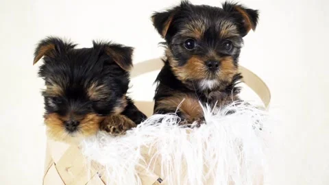 Puppies in a wicker basket Stock Footage 130115919