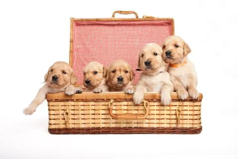 Puppies in a wicker box Stock Photos