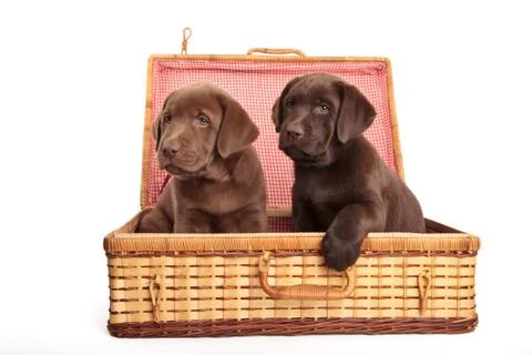 Puppies in a wicker box 库存照片