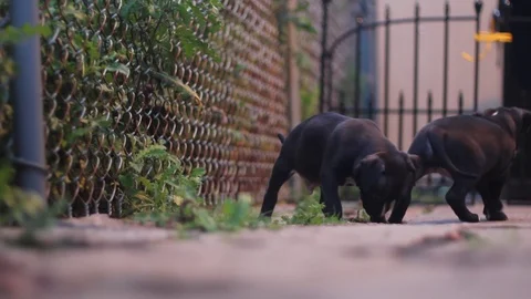 Puppies In The Yard 2 Stock Footage 79044351